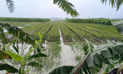ঝিনাইদহে টানা বৃষ্টিতে পানির নিচে হাজার হাজার বিঘা ফসলি জমি