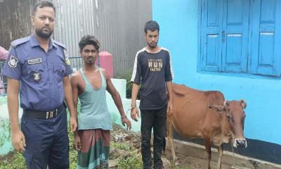 কলমাকান্দায় গরুসহ দুই চোর আটক