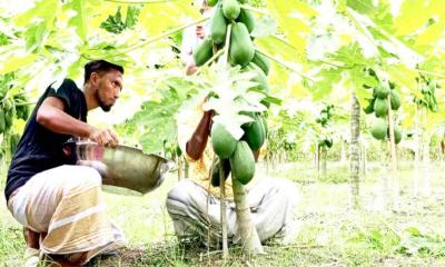 রাকিবুলের সমন্বিত খামারে ‍‍‘তাই ওয়ান কিং‍‍’ পেঁপেতে বাম্পার ফলনের সম্ভাবনা