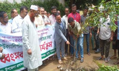 মধুপুরে পরিবেশের জন্য ক্ষতিকর ৪০ হাজার ইউক্যালিপটাস চারা ধ্বংস