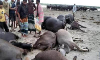 দৌলতপুরে বজ্রপাতে ১১ মহিষের মৃত্যু