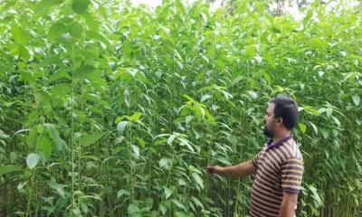 নকলায় পাটের বাম্পার ফলনের সম্ভাবনা, জাগ নিয়ে শঙ্কায় কৃষকরা