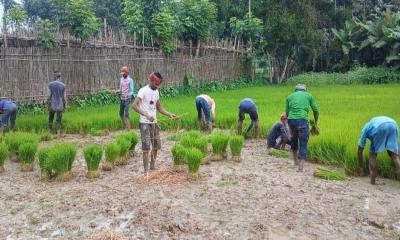 নকলায় আমনের চারা রোপণে ব্যস্ত কৃষক