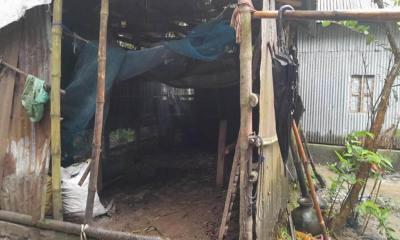 গরু চুরির আতঙ্কে সালথা উপজেলার মানুষ