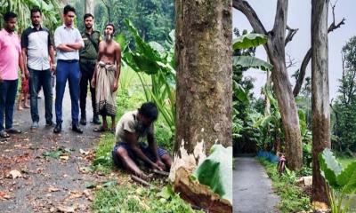 দেবহাটায় ঝুঁকিপূর্ণ ও মৃত গাছ অপসারণে প্রশংসিত ইউএনও নওশাদ