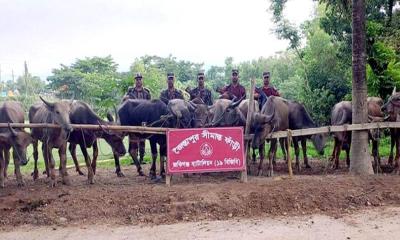 সিলেট সীমান্ত থেকে কোটি টাকার ভারতীয় মহিষ আটক
