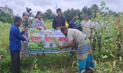 সখীপুরে ইউক্যালিপটাস ও আকাশমণির ৫৩ হাজার চারা ধ্বংস
