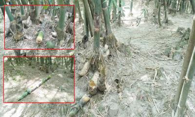 উলিপুরে শত্রুতার জেরে বাঁশ-করুল ভাঙচুর, মামলা দায়ের