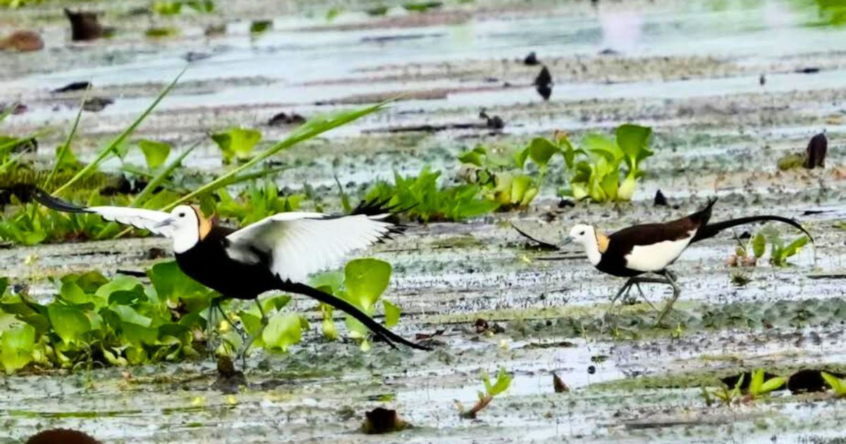 টাঙ্গাইলের রানাদহ বিলে দেখা মিলল বিরল জলময়ূর