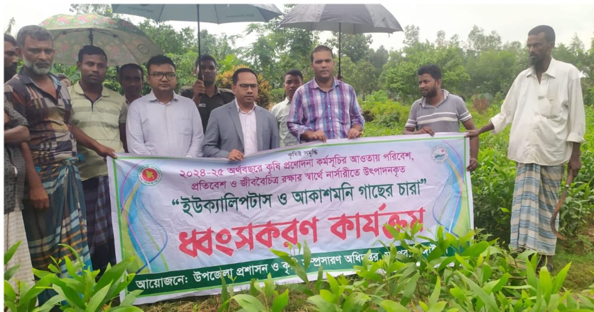 মধুপুরে তিন লাখ ইউক্যালিপটাস-আকাশমনি চারা নিধন
