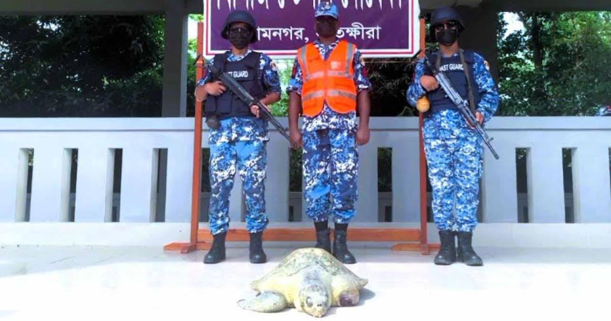 সুন্দরবনের চুনকুরি নদী থেকে আহত কচ্ছপ উদ্ধার, বনের পুকুরে অবমুক্ত