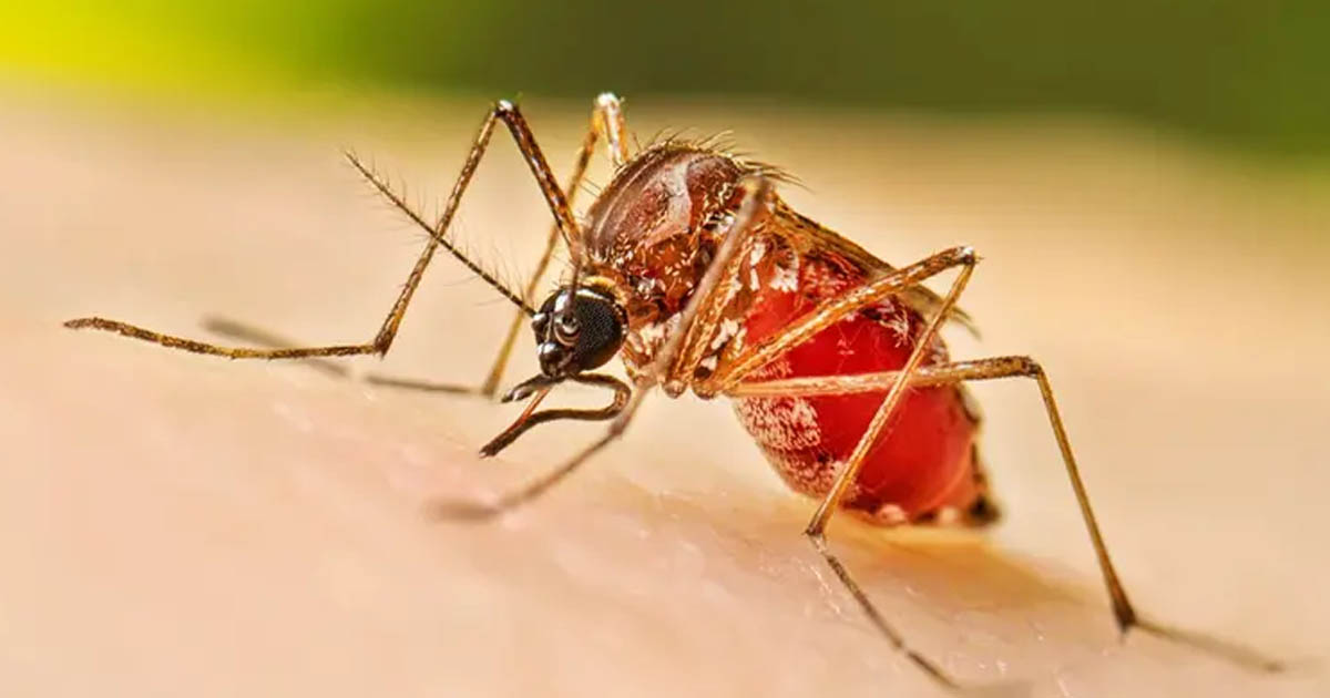 ডেঙ্গুতে ৩ জনের মৃত্যু, হাসপাতালে ৪৯২