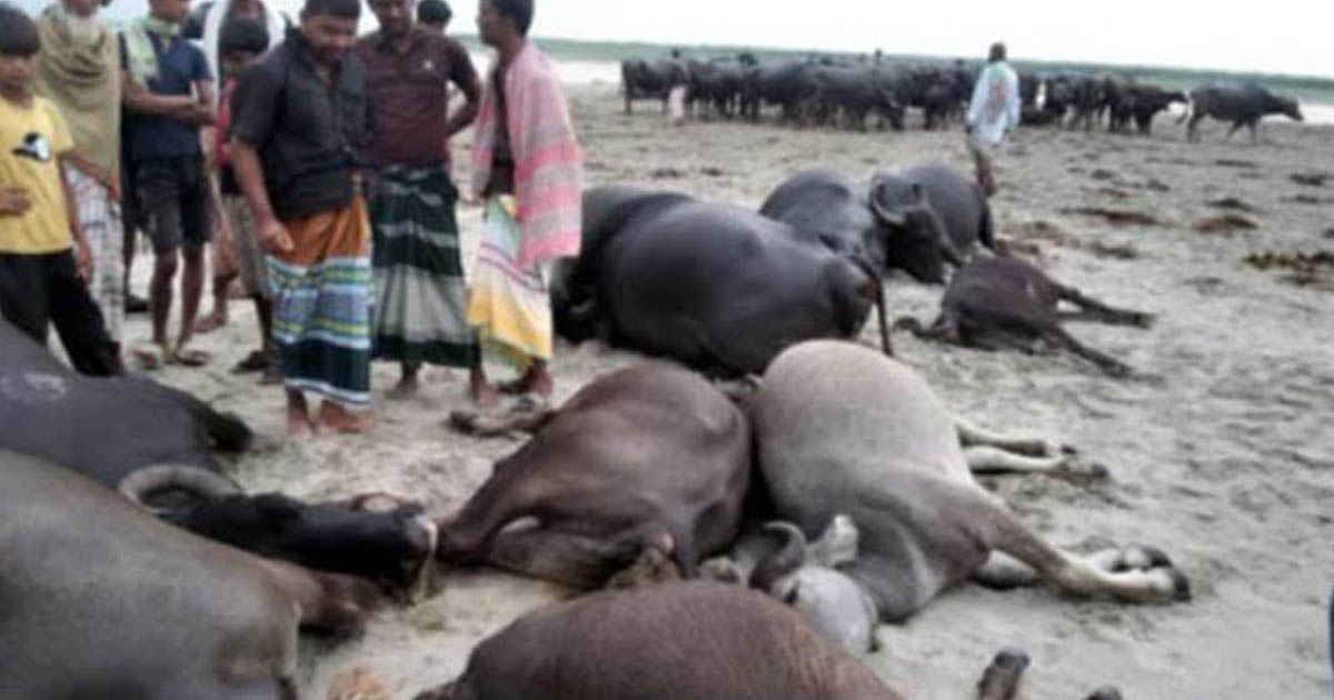 দৌলতপুরে বজ্রপাতে ১১ মহিষের মৃত্যু