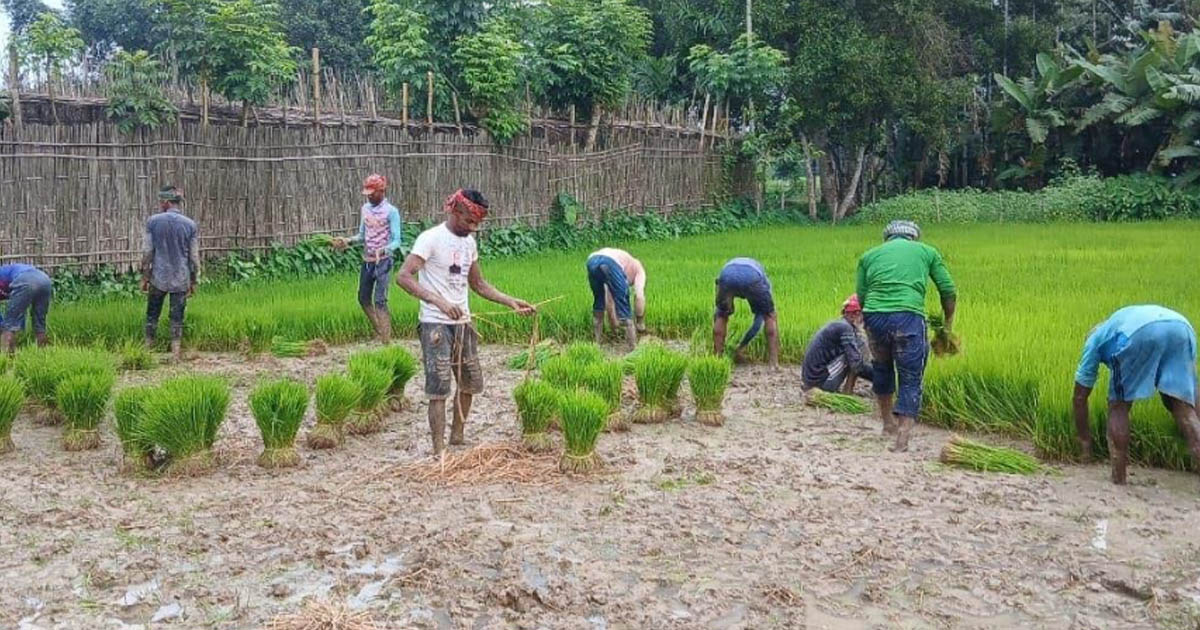 নকলায় আমনের চারা রোপণে ব্যস্ত কৃষক