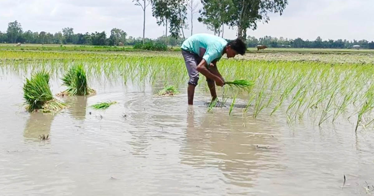 পাটগ্রামে পানির অভাবে আমন ধান রোপণ করতে পারছেন না কৃষকরা