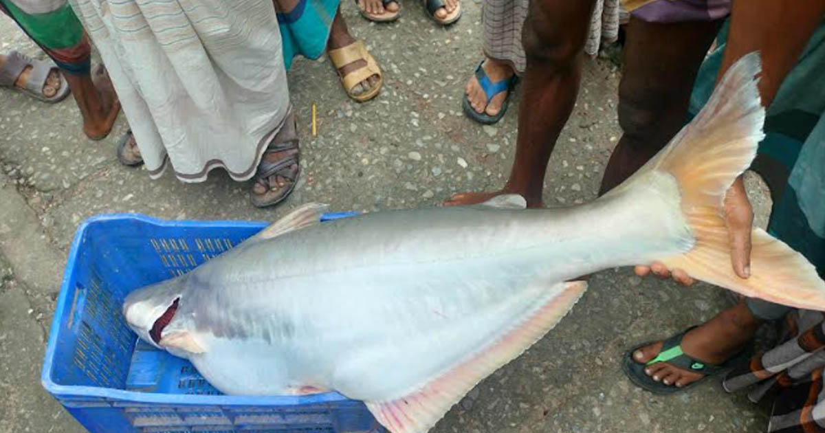 বড়শিতে ধরা পড়ল সাড়ে ২৩ কেজির পাঙ্গাস, বিক্রি ২৩ হাজার টাকা