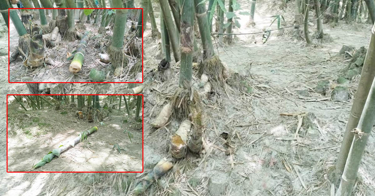 উলিপুরে শত্রুতার জেরে বাঁশ-করুল ভাঙচুর, মামলা দায়ের