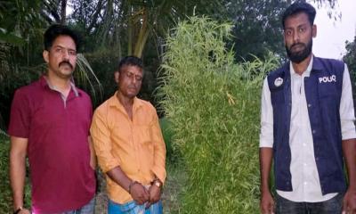 চাঁদপুরে গাঁজার গাছসহ যুবক আটক, ইউটিউব দেখে করতেন চাষ