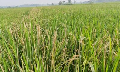 কেন্দুয়ায় বোরোক্ষেতে বিএলবি রোগের আক্রমণ, দুশ্চিন্তায় কৃষক