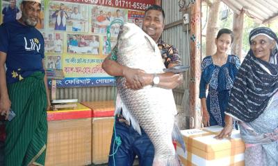 অর্ধলক্ষ টাকায় বিক্রি হলো পদ্মার এক কাতল