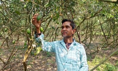 সখীপুরে লেবুর বাম্পার ফলন, রমজানে ৪ লাখ টাকা বিক্রির আশা