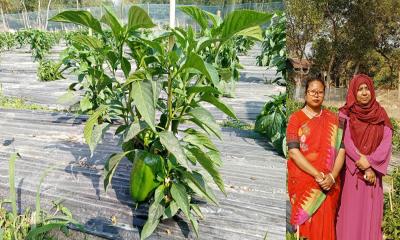 সখীপুরে ভিনদেশি ক্যাপসিকাম চাষে জয়নাল আবেদীনের নতুন স্বপ্ন