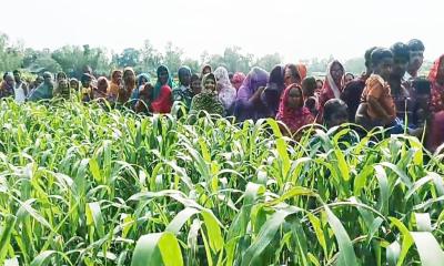 শাহজাদপুরে ঘাসের খেত থেকে অজ্ঞাত কিশোরের গলাকাটা লাশ উদ্ধার