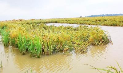 মোহনগঞ্জে ভরা মৌসুমে হাওরে জলাবদ্ধতা, দুশ্চিন্তায় কৃষক