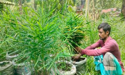 নকলায় পতিত জমিতে বস্তায় আদা চাষের জনপ্রিয়তা বাড়ছে
