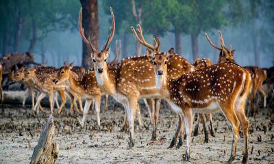 আজ সুন্দরবন দিবস