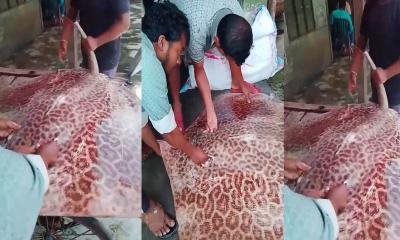 বরিশালে নিষিদ্ধ ‘শাপলা পাতা’ মাছ বিক্রি