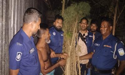 কলমাকান্দায় গাঁজার গাছসহ আটক ১