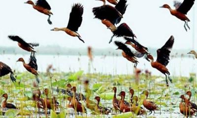 সাপাহার জবই বিল অতিথি পাখির কলতানে মুখরিত