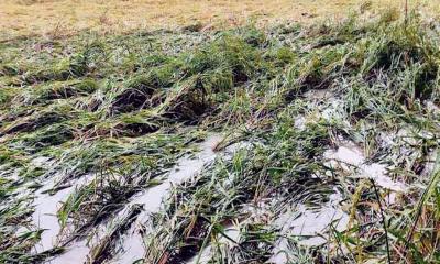 ধান নিয়ে বিপাকে কৃষক, জনজীবন বিপর্যস্ত