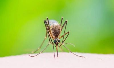 ডেঙ্গুতে ৫ জনের মৃত্যু, হাসপাতালে ১১৩৯