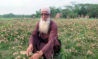 বাউফলে বিষ ছিটিয়ে মুগডাল ক্ষেত নষ্ট করার অভিযোগ