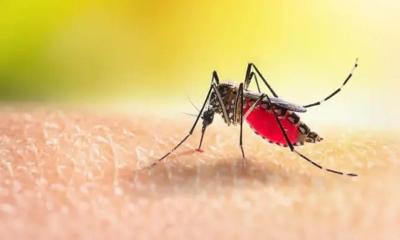 ডেঙ্গুতে আরও ৬ জনের মৃত্যু, নতুন রোগী ৭৮৮