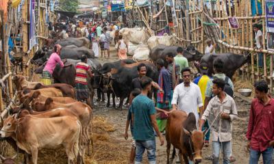 চাহিদা বাড়ায় কোরবানির হাটে ভালো লাভের আশা পশু ব্যবসায়ীদের