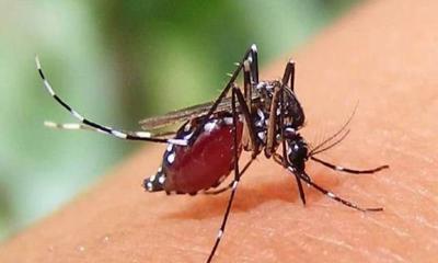ডেঙ্গুতে ২৪ ঘন্টায় ৪ জনের মৃত্যু
