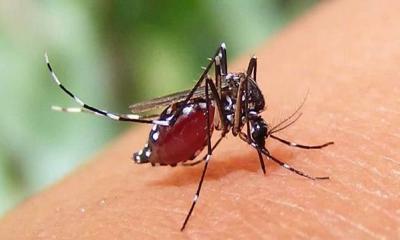 ডেঙ্গুতে আরও ৩ জনের মৃত্যু, হাসপাতালে ভর্তি ৯১২