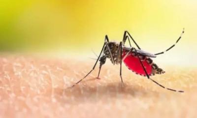 ডেঙ্গুতে আরও ৫ জনের মৃত্যু, হাসপাতালে ৩৮৭