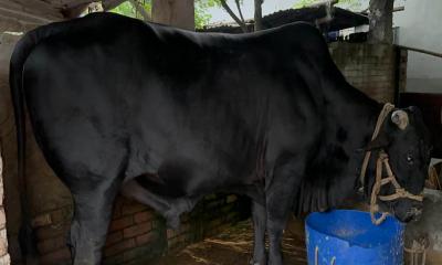 কোরবানির পশুর হাট কাঁপাতে প্রস্তুত চাটমোহরের ‘বাহারাম বাদশা’