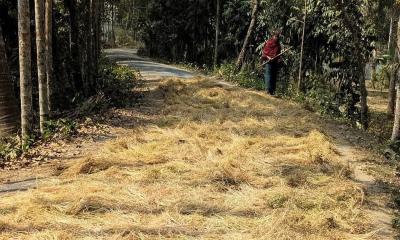 রাস্তার ওপর মসুরি মাড়াই, মাগুরায় বাড়ছে দুর্ঘটনার ঝুঁকি