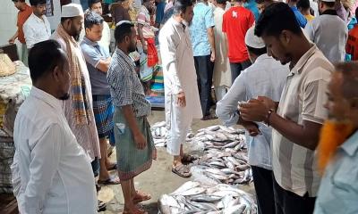 দুই মাসের নিষেধাজ্ঞা শেষ, পদ্মা-মেঘনায় আশানুরূপ মিলছে না ইলিশ
