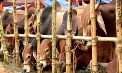 ঢাকায় কোরবানির পশুর হাটের ইজারা শেষ পর্যায়ে, ১৯টি চূড়ান্ত