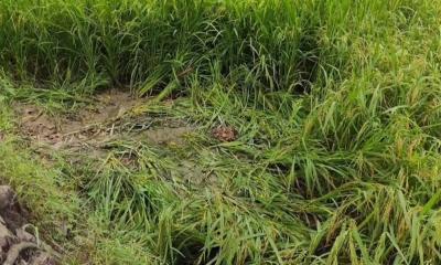 ভূঞাপুরে মানসিক ভারসাম্যহীন তরুণীকে বিবস্ত্র অবস্থায় উদ্ধার