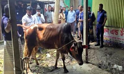 টাঙ্গাইলে অসুস্থ গরু জবাইয়ের চেষ্টা, ভ্রাম্যমাণ আদালতের জরিমানা