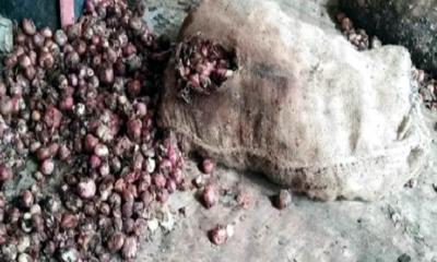 বাংলাদেশ সীমান্তে পচছে ভারতীয় পেঁয়াজ