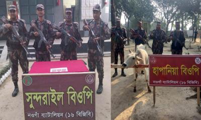 সাপাহার সীমান্তে বিজিবির অভিযানে গরু ও ট্যাপেন্টাডল উদ্ধার