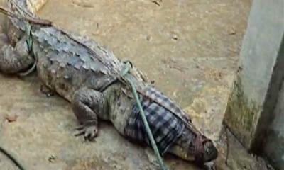 মানিকগঞ্জে ফাঁদ পেতে কুমির ধরলো এলাকাবাসী